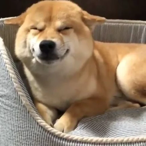 cani da legna, cani da legna, shiba inu, cane akita sorride, cane sorridente di razza seba