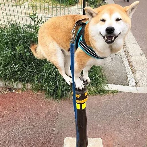 siba inu, siba inu un, a raça de siba é, siba inu akita inu, akita shiba é engraçado