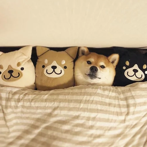 shiba inu, siba inu, siba inu yang cantik, anjing siba inu, bantal siba