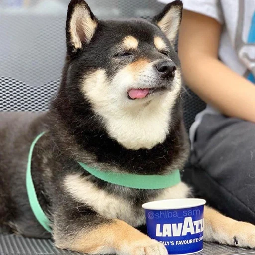 shiba, шиба ину, shiba inu, сиба шиба ину, сиба ину акита ину