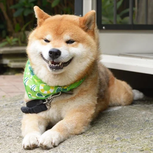 siba inu, shiba inu, la raza de siba es, el perro de shiba, raza de perros siba inu