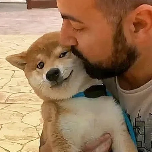 сиба ину, shiba inu, акита сиба ину, сиба ину акита ину, акита шиба ину смешные