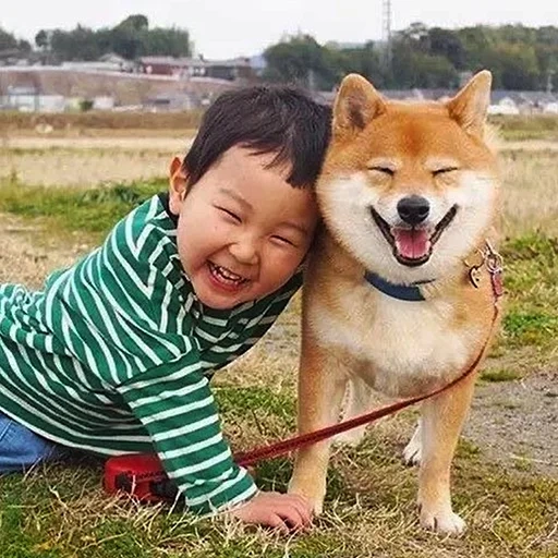 shiba inu, siba est un chien, chien de shiba, siba inu akita inu, le chien sourit uni