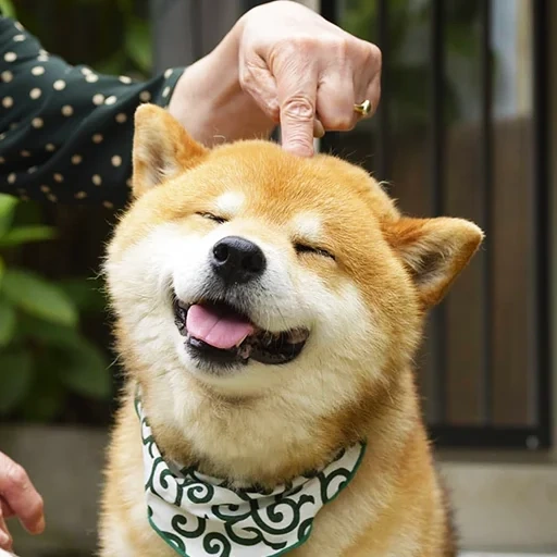 siba inu, shiba inu, siba inu doga, siba inu akita inu, akita dan senyum anjing