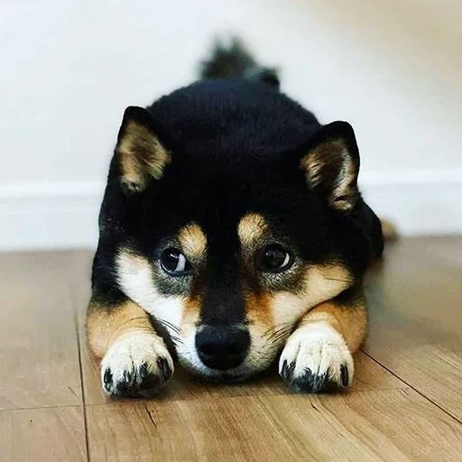 perro, siba inu, shiba inu, shiba husky, cachorro de siba