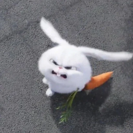 evil rabbit, the rabbit is angry, angry rabbit, angry rabbit carrot was taken aback, the secret life of pet rabbits is evil