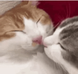cat, cats, the tenderness of the cat, kissing cats, kitty pair love