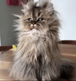 кот, лохматый кот, персидский кот, персидская кошка, взъерошенный кот