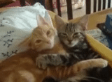 cat, cat, animals, dad cat is a kitten, gifs cats are hugged