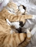 der kater, papa katze, mama cat, dad cat ist ein kätzchen, katzen umarmen