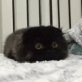 cat gymo, schwarzer kater, schwarze katze, schwarzes kätzchen, schwarzes flauschiges kätzchen