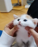 cute cats, kittens milot, cute fingers are cute, cute cats with cheeks, cute cats are funny