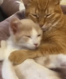gato, gato, selo, abrace o gato, gato vermelho abraça