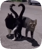 кошка, черный кот, влюбленные коты, две кошки диалог, коты выясняют отношения