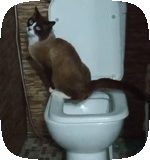 gato, banheiro, maine kun banheiro, gatinho do banheiro