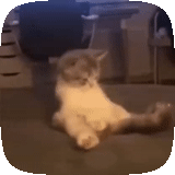 cat, kurt, seal, hoba cat, funny cat video