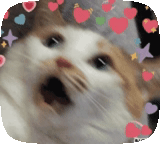 meme cat, lovely seal, screaming cat meme, cute cat meme, cute cats are funny