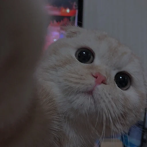 um cat, lovely seal, cute cat meme, lovely seal, cat memes are cute