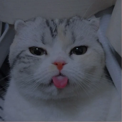 кот, белая кошка, животные милые, кот высунутым языком, котик высунутым языком