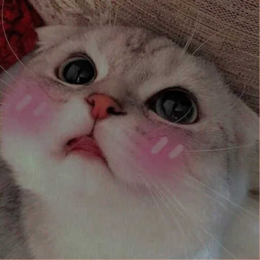 cat, cute cat, lovely seal, cute cat meme, lovely beech cat
