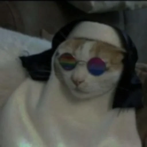 torik cat, gato, los gatos son católicos, gato divertido
