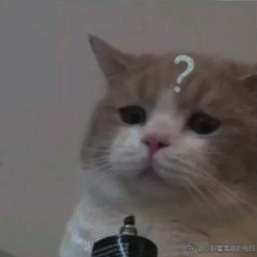 cat, meme cat, meme cat, tenor cat, seals are ridiculous