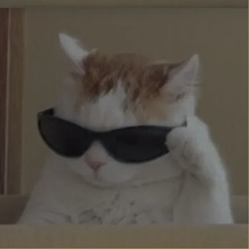 cat, cool cat meme, cat black glasses