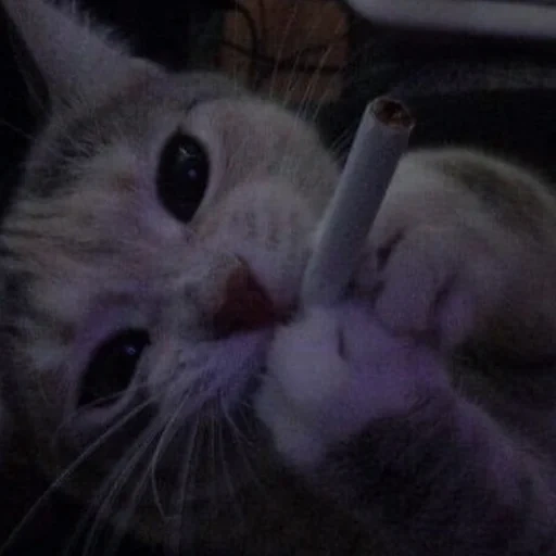 gatto, il gatto è una sigaretta, gatti con una sigaretta, kitik con sigaretta, i gatti carini sono divertenti