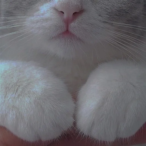 cat, cats, we're cats, white cat, cat's paw