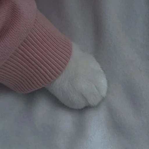 foot, cat's paw, soft feet, cat's paw, cat paw aesthetics
