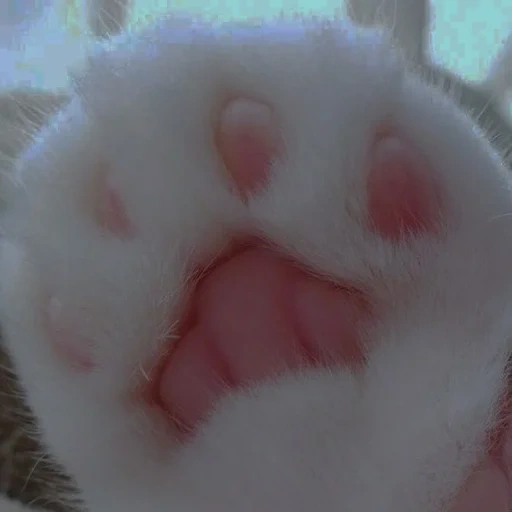 cat, foot, foot pad, cat's paw, aliyeva hermila