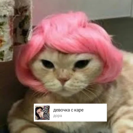 кот парике, кошка парике, котик розовый, розовая кошка, кошка розовом парике