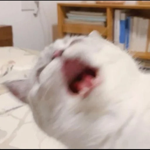 cat, yawning cat, yarking cat, yawning cat, the cat answers