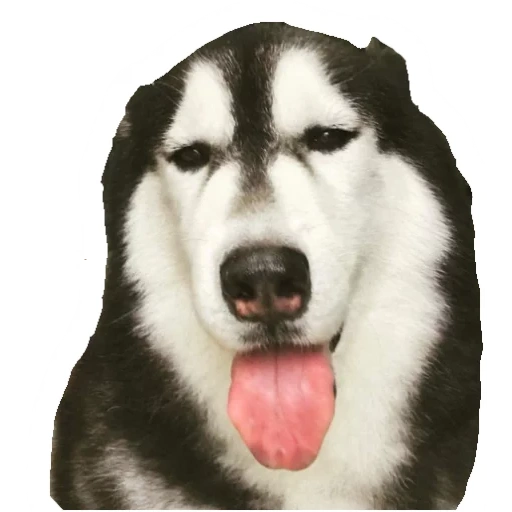 husky, cachorro husky, malamut husky, husky siberiano, husky alaskan