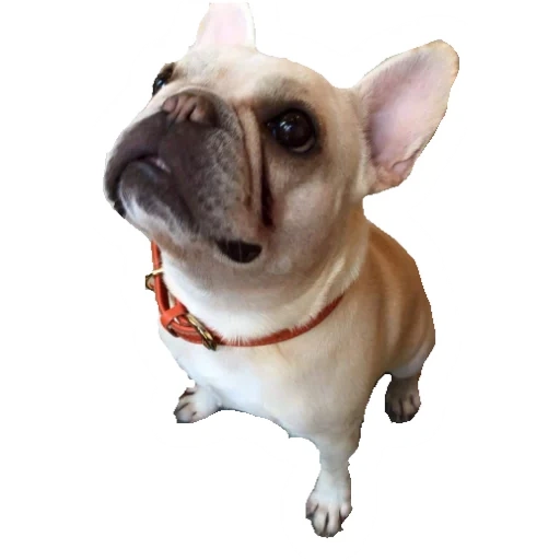 le bouledogue, face de chien, french bulldog, chien bouledogue français, carlin corgi bouledogue français