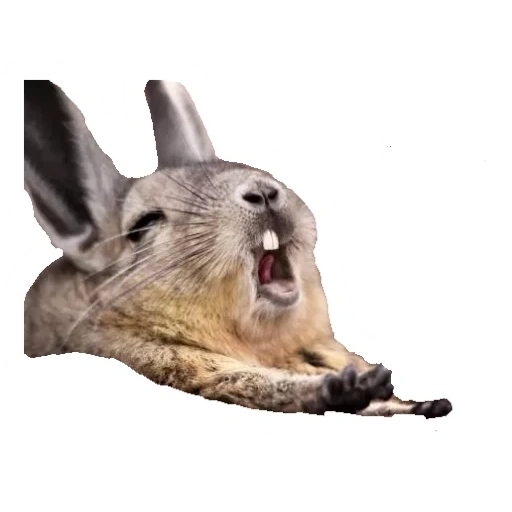 animals, rabbit animal, a ridiculous animal, wake up rabbit, interesting beast