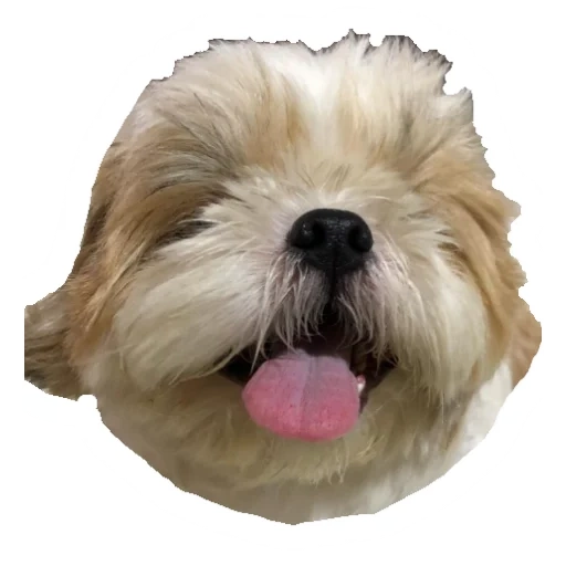 shi tzu, anak anjing shi tzu, anjing shi tzu, jenis shi tzu, dog yorkshire terrier