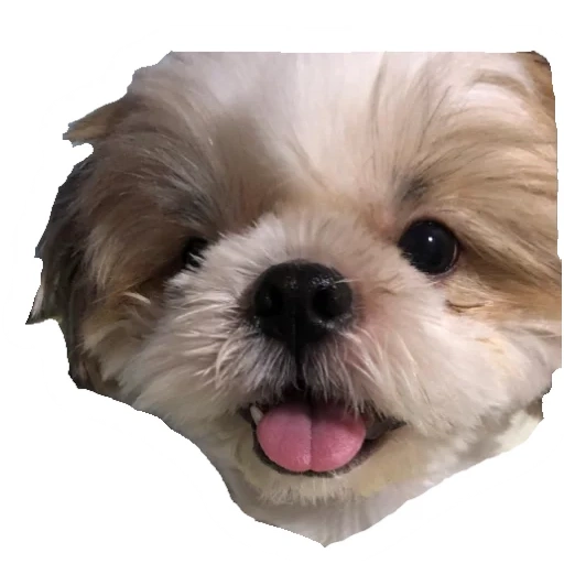 dog, perro, shih tzu, estrategia de cachorro, perro shi zhi