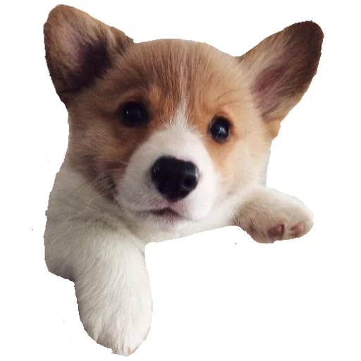 pembroke dog, welsh corky puppy, corgi pembroke puppy, pembroke welsh corgi dog, welsh corgi pembroke puppy