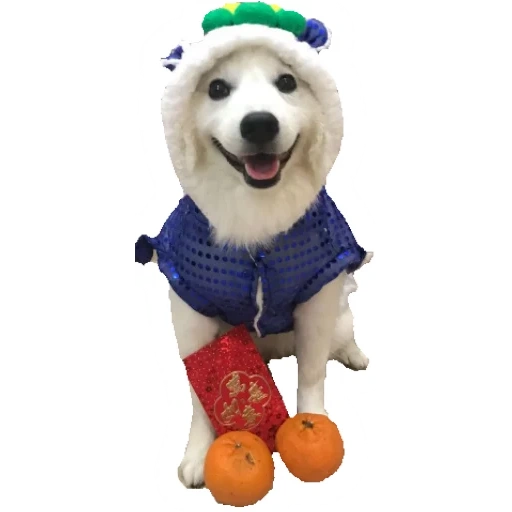 anjing, anjing super, pakaian anjing, pakaian anjing besar, kostum anjing tahun baru