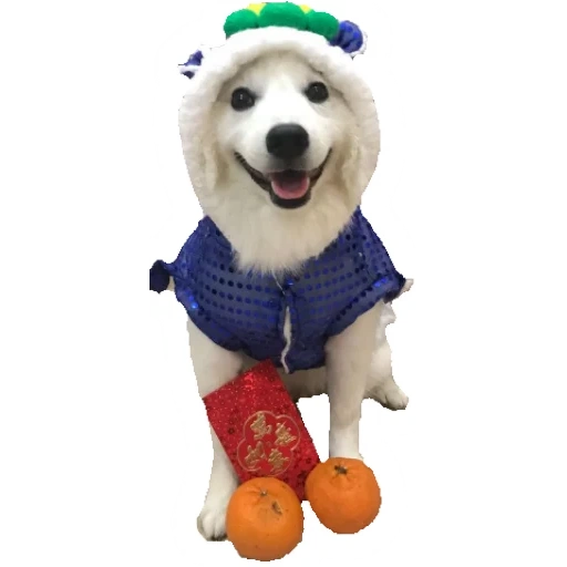 dog, super dog, dog clothes, big dog clothes, dog new year's dress