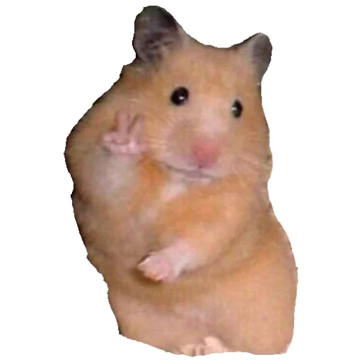 hamster, cesto, hamster, hamster meme, hamster x