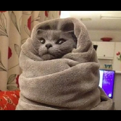 cat, seal, cats are funny, funny cat, the cat is wrapped in a quilt