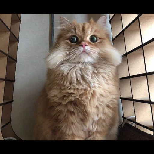 gato, gatos, gato persa, gatos de pelo largo, gato británico de cabello largo