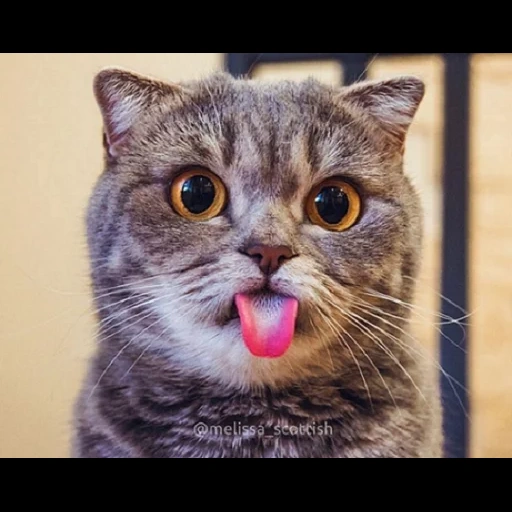 gatto, linguaggio gatto, un gatto sorpreso, il gatto è bloccato nella lingua, gatto con la lingua con gli occhi sporgenti
