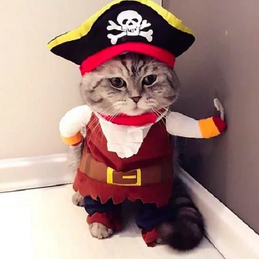 pirata de gato, disfraz de kot, costo de vestuario pirata, disfraz de disfraces de un gato, los costos de los gatos son divertidos