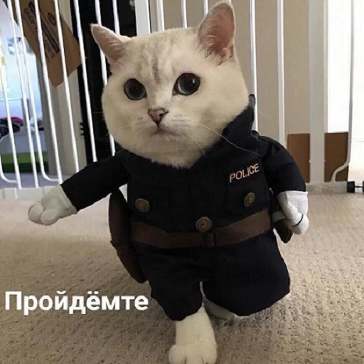 кот, котики, кот костюме, котики костюмах, кот полицейской форме