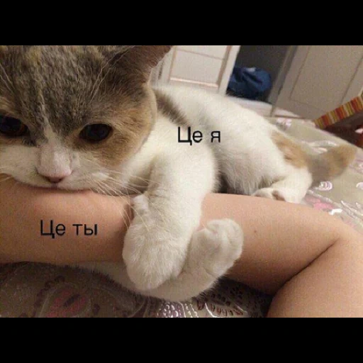 кот, кошка, кошечка, котенок спа, кошка животное