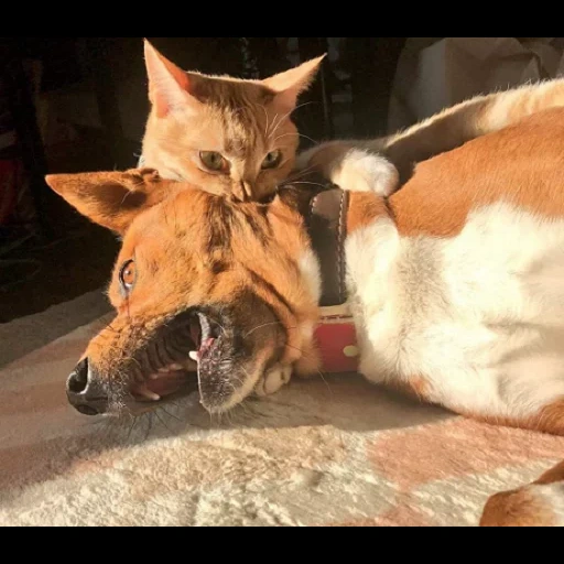 kucing anjing, kucing anjing, kotop anjing, kucing menggigit anjing, kucing melawan anjing