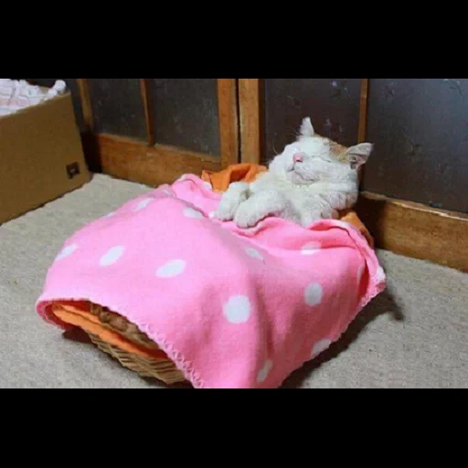 kucing, kucing, kucing pergi tidur, goog night kids, selamat malam kucing yang lucu